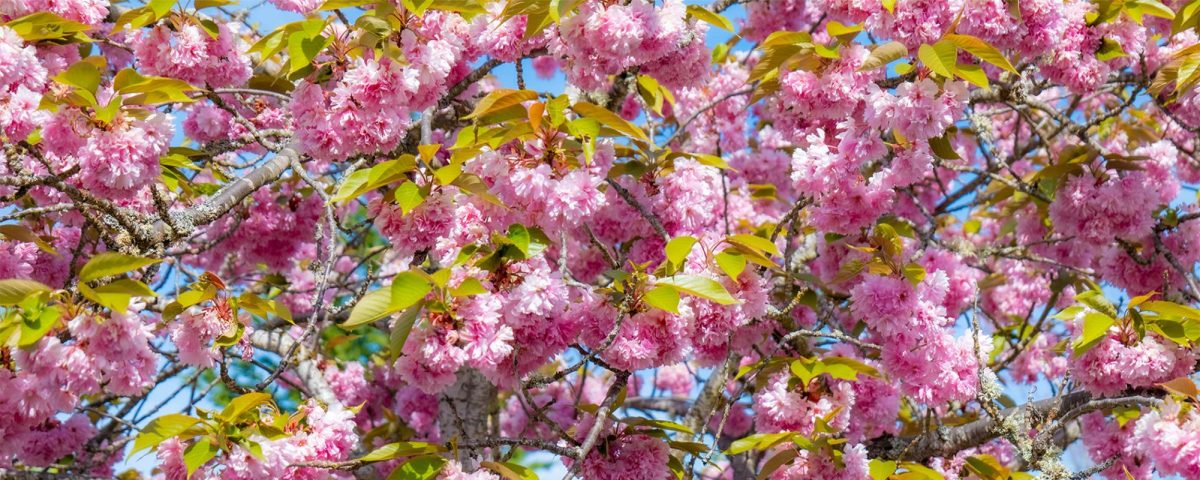 Cherry Blossoms Header