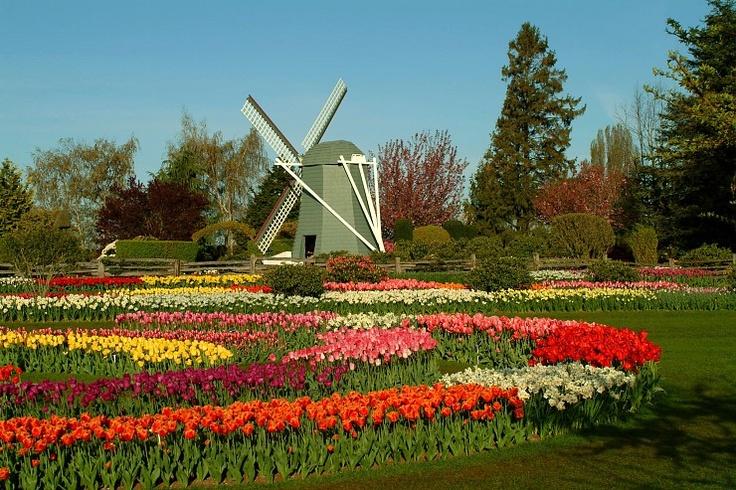 Pierce students enjoy a tulip festival