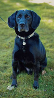 Meet our friends Bently and Pilot-  Veterinary Technology Program