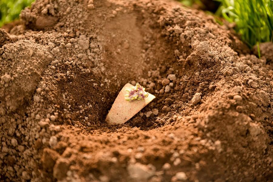 Ready to plant seed potato, with sprouted eye 