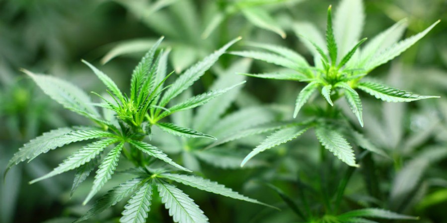 Marijuana is getting reviewed