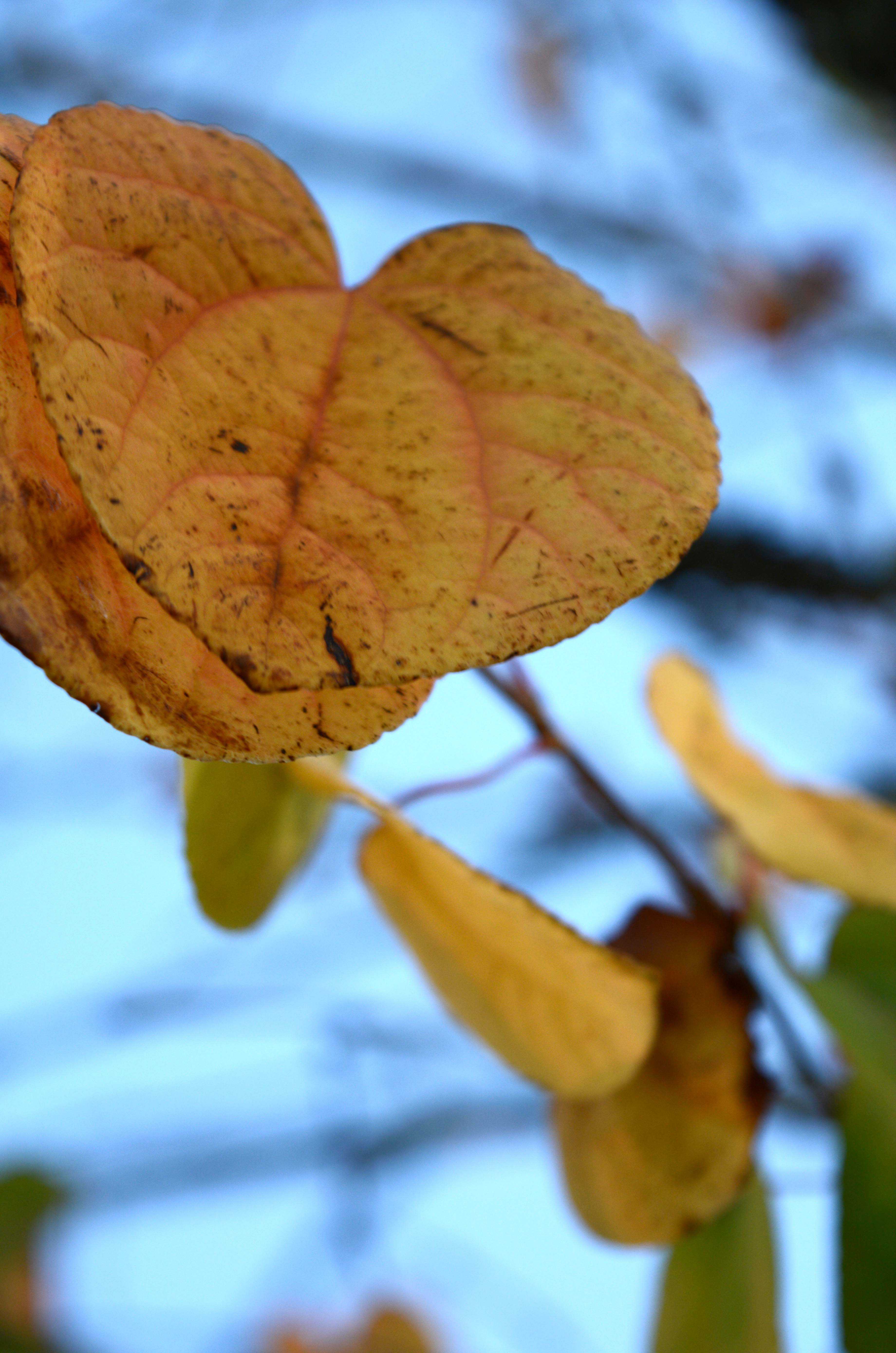 Campus Snapshots