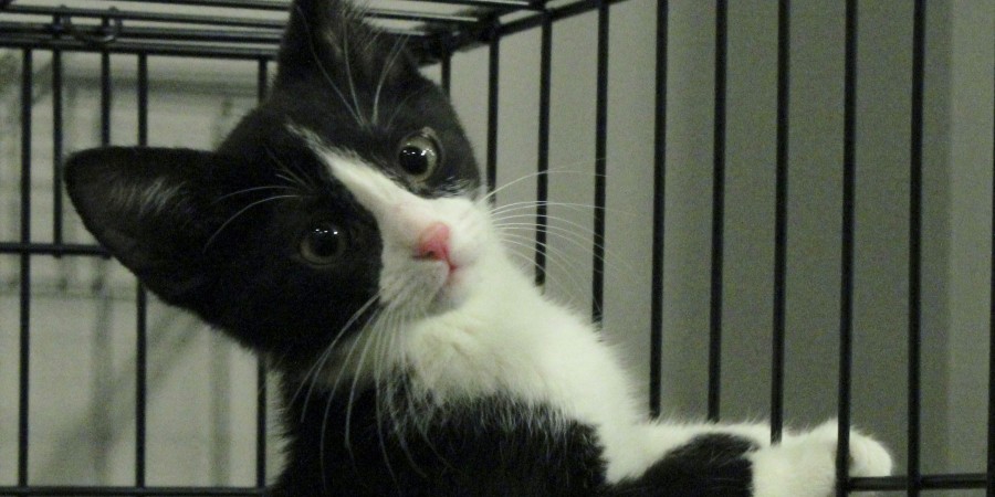 Walking in a whiskers wonderland