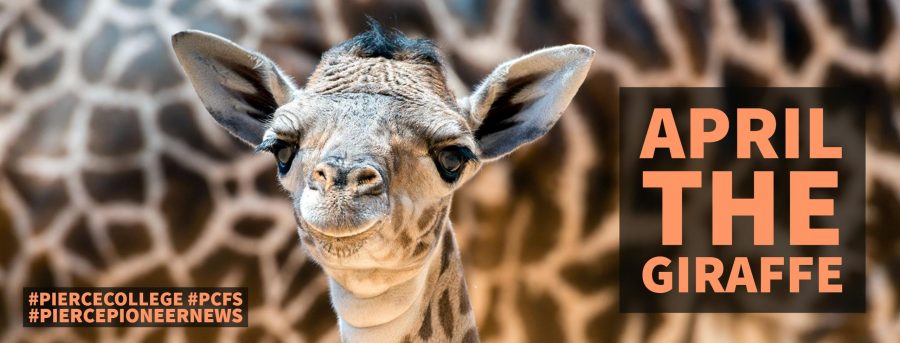 Awaiting April the Giraffe's Arrival
