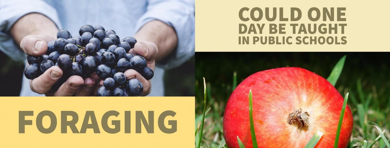 Foraging, an educational skill set that could one day be taught in public schools