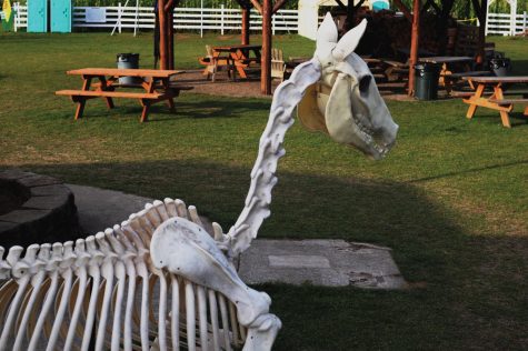 skeleton