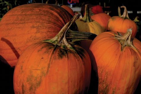 pumpkins