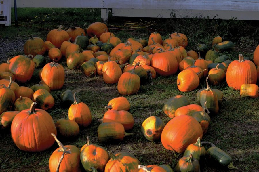 pumpkins