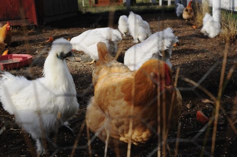 chickens
