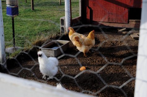 chickens