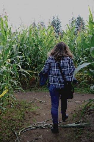 corn maze