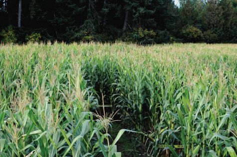 corn maze