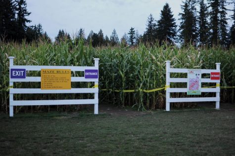 corn maze