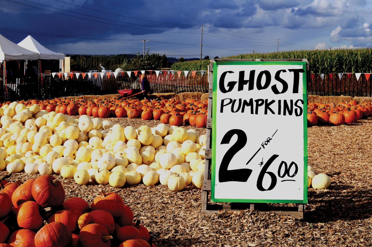 Challenge your sense of direction at South Sound corn maze