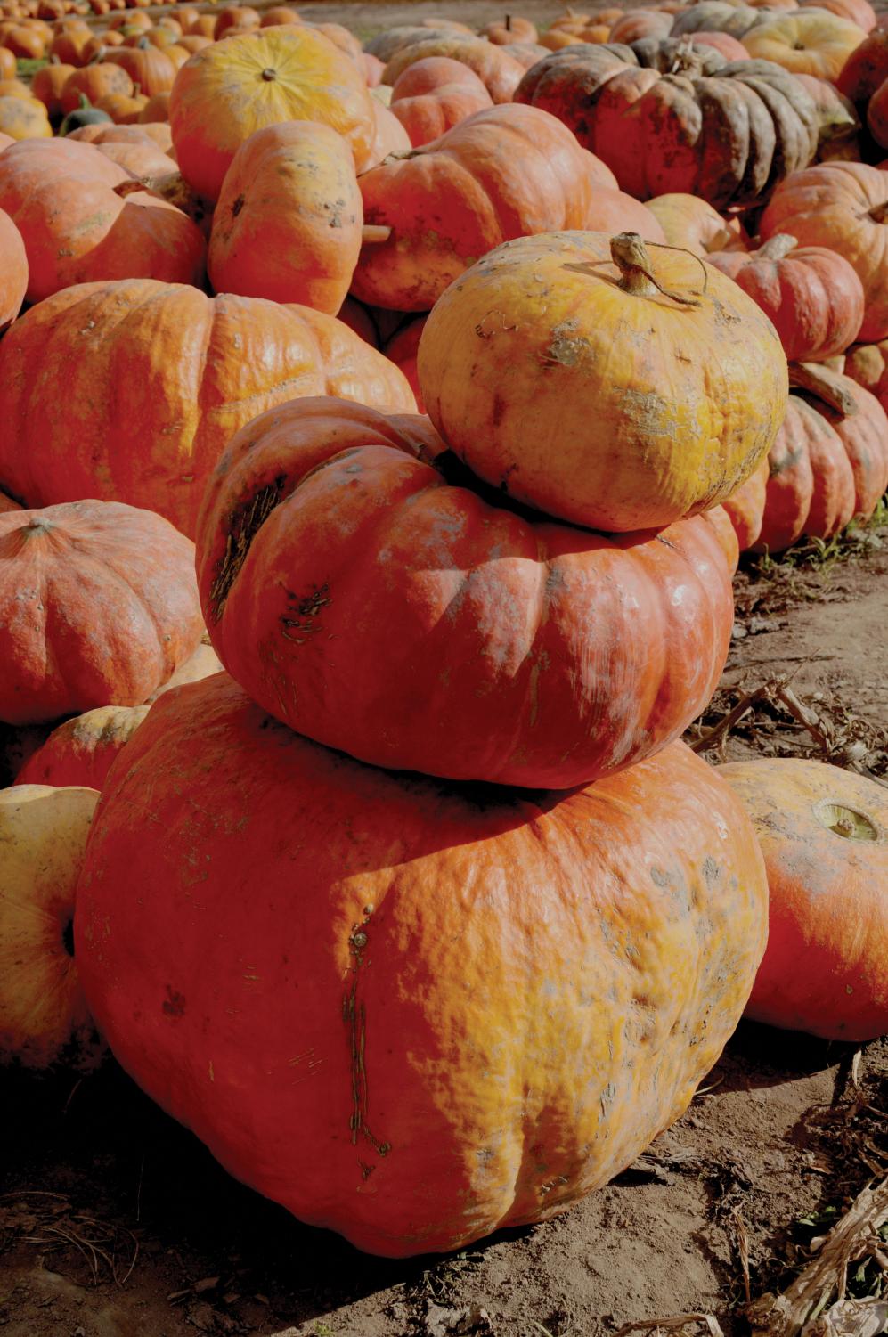 Challenge your sense of direction at South Sound corn maze