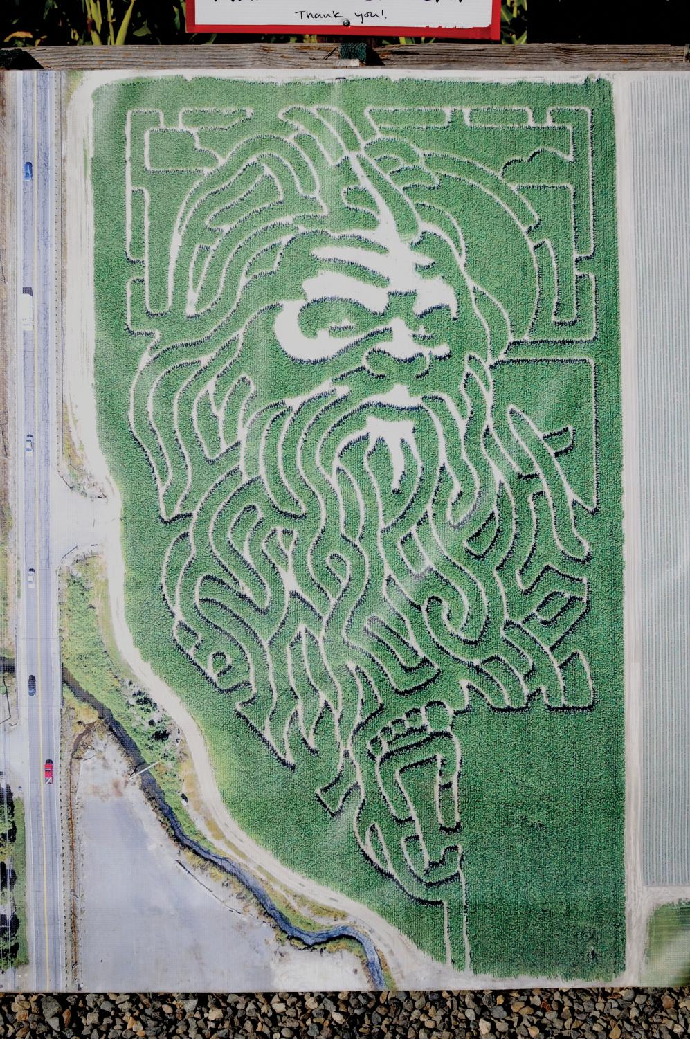Challenge your sense of direction at South Sound corn maze