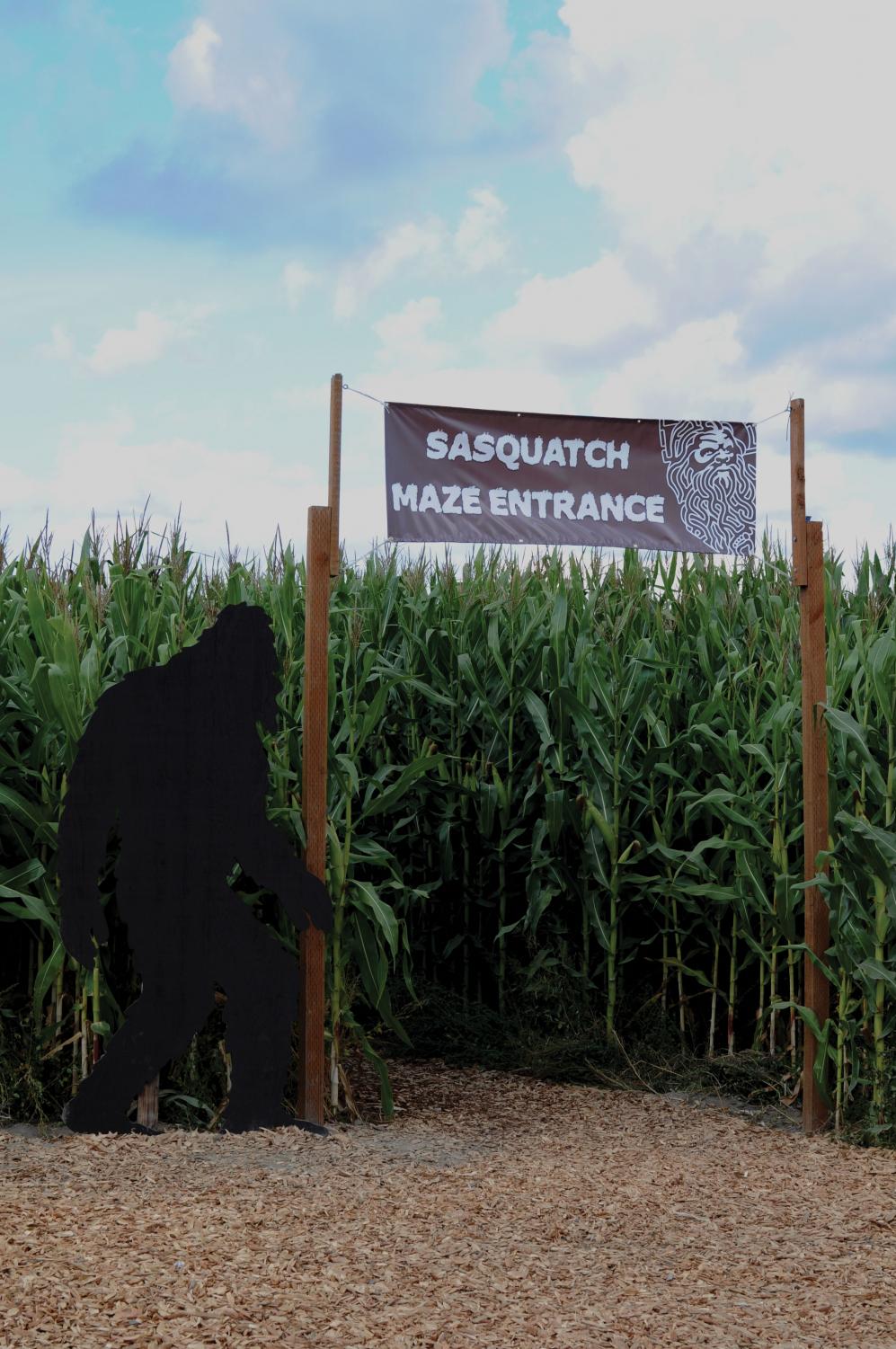 Challenge your sense of direction at South Sound corn maze