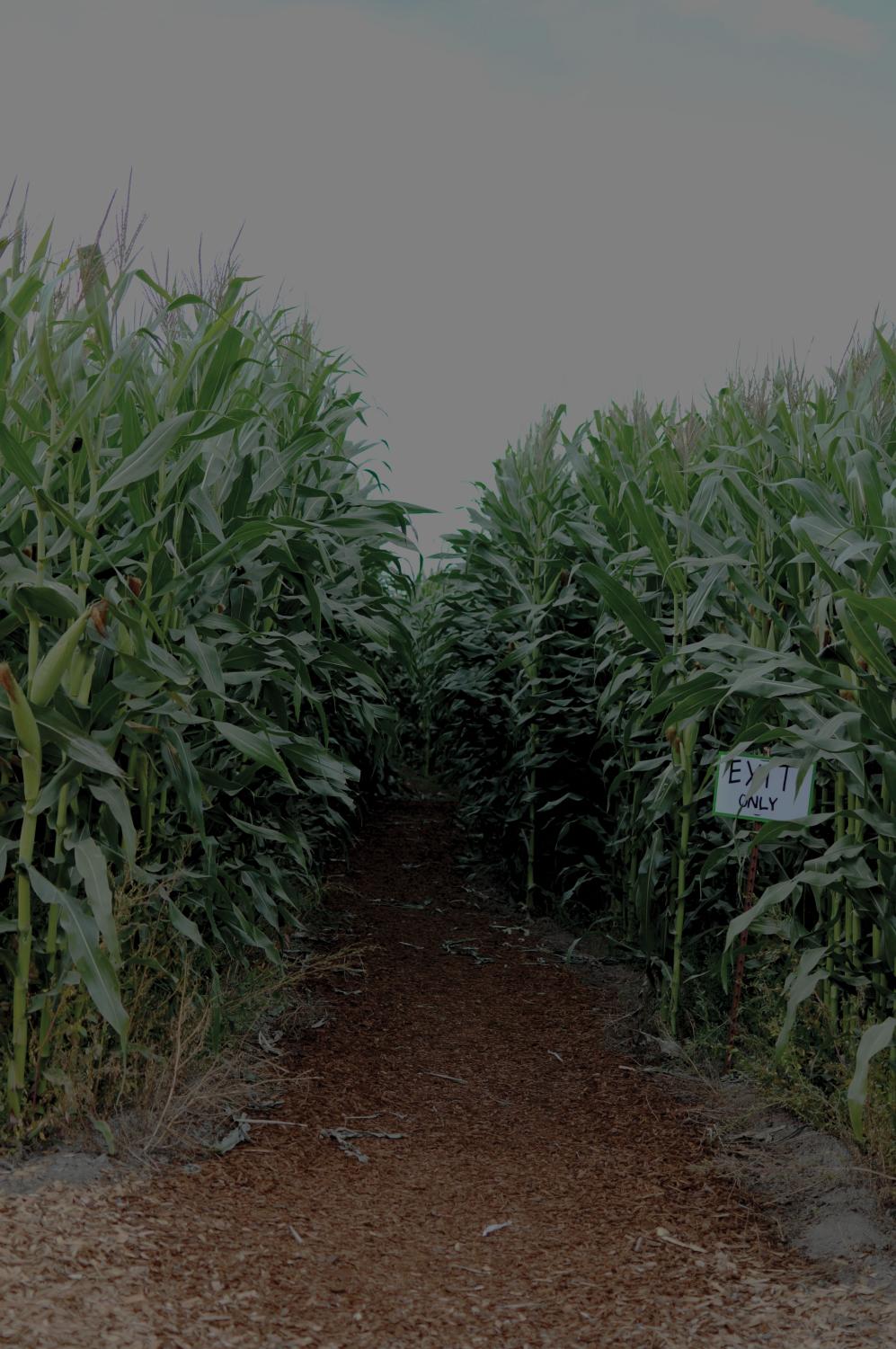 Challenge your sense of direction at South Sound corn maze