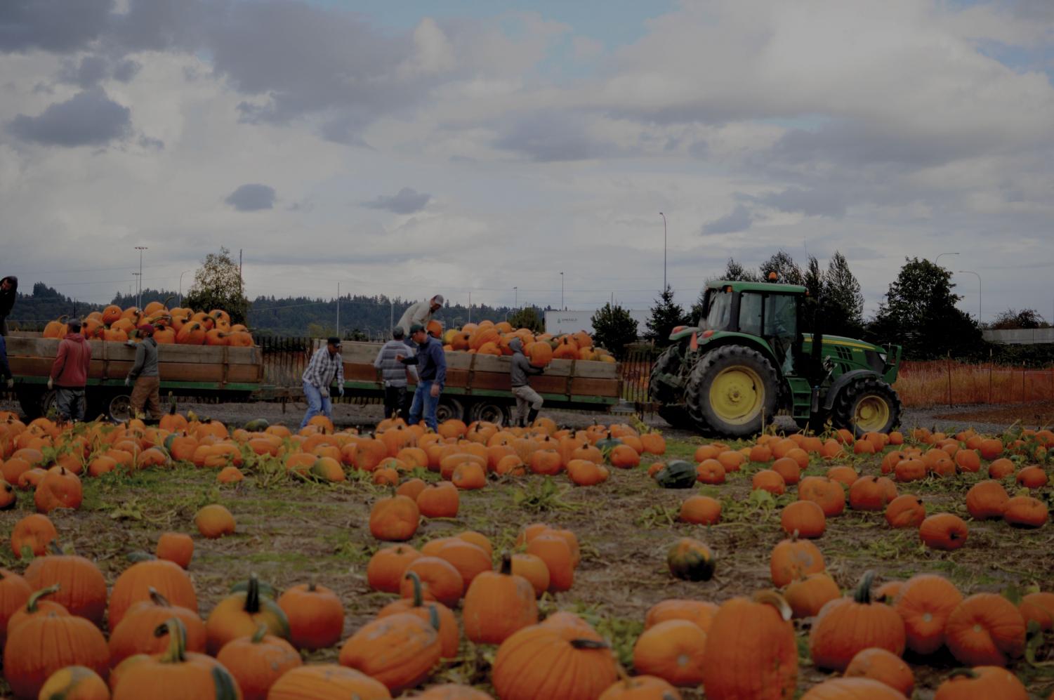 Challenge your sense of direction at South Sound corn maze