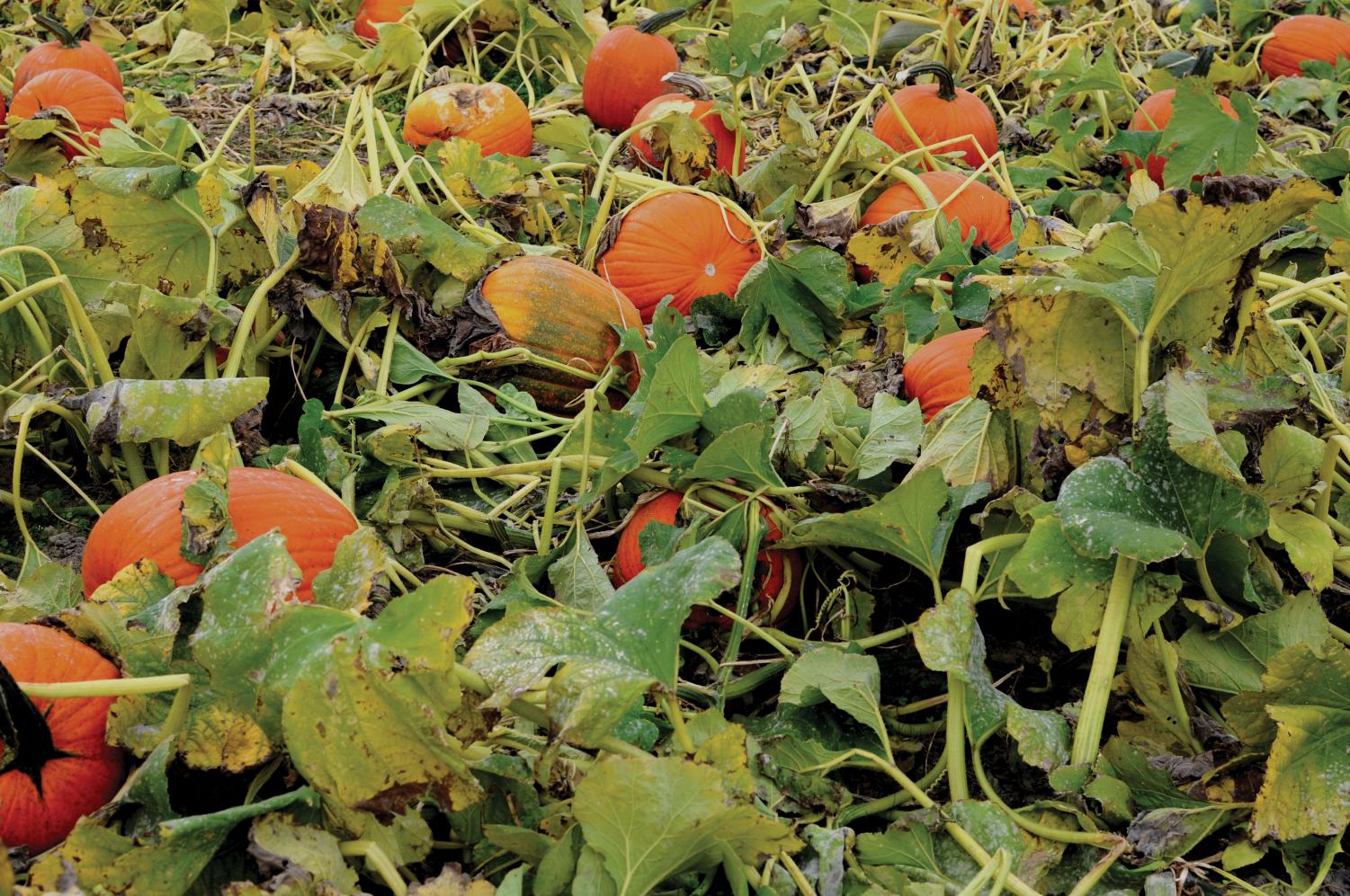 Challenge your sense of direction at South Sound corn maze