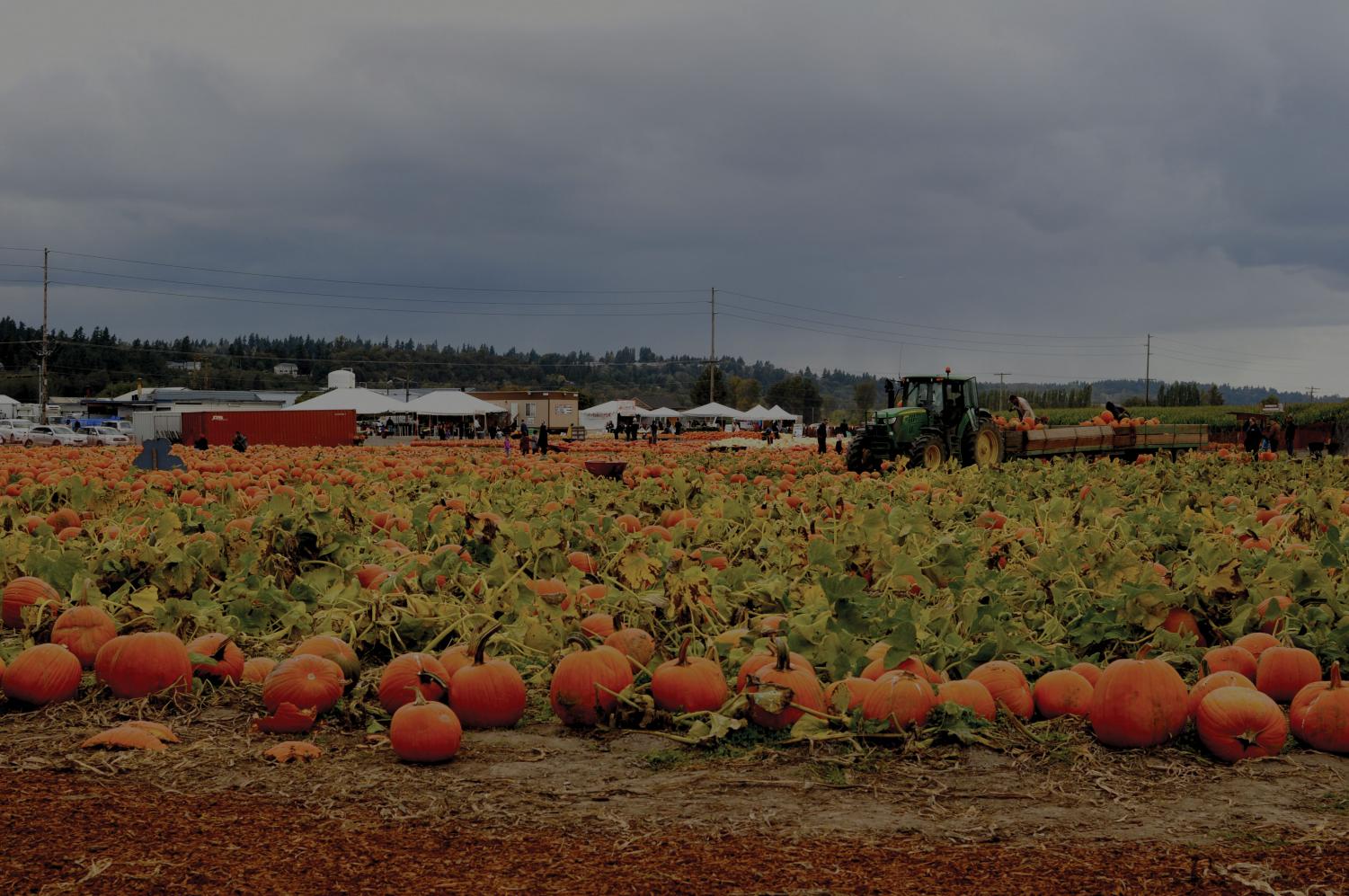 Challenge your sense of direction at South Sound corn maze