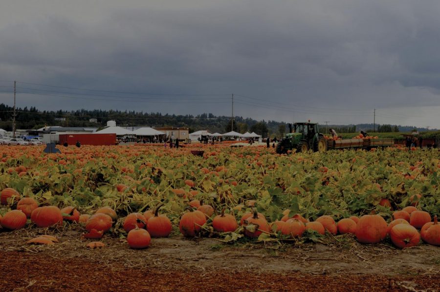 pumpkin patch