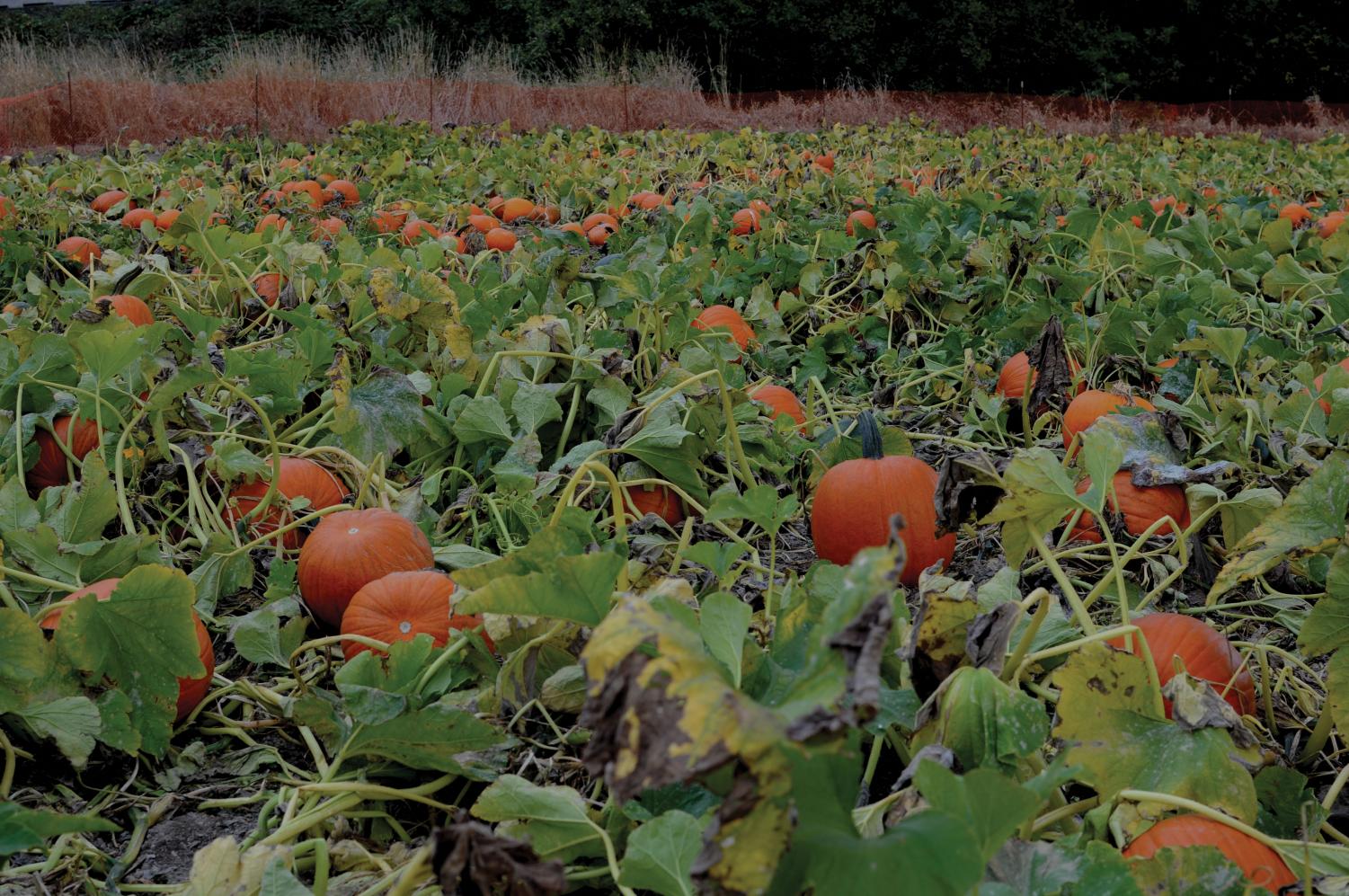 Challenge your sense of direction at South Sound corn maze