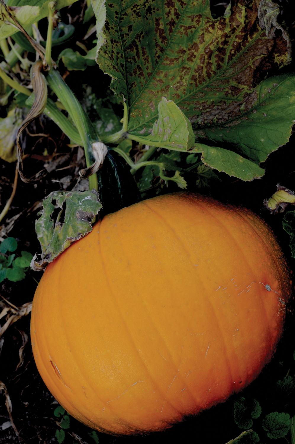 Challenge your sense of direction at South Sound corn maze