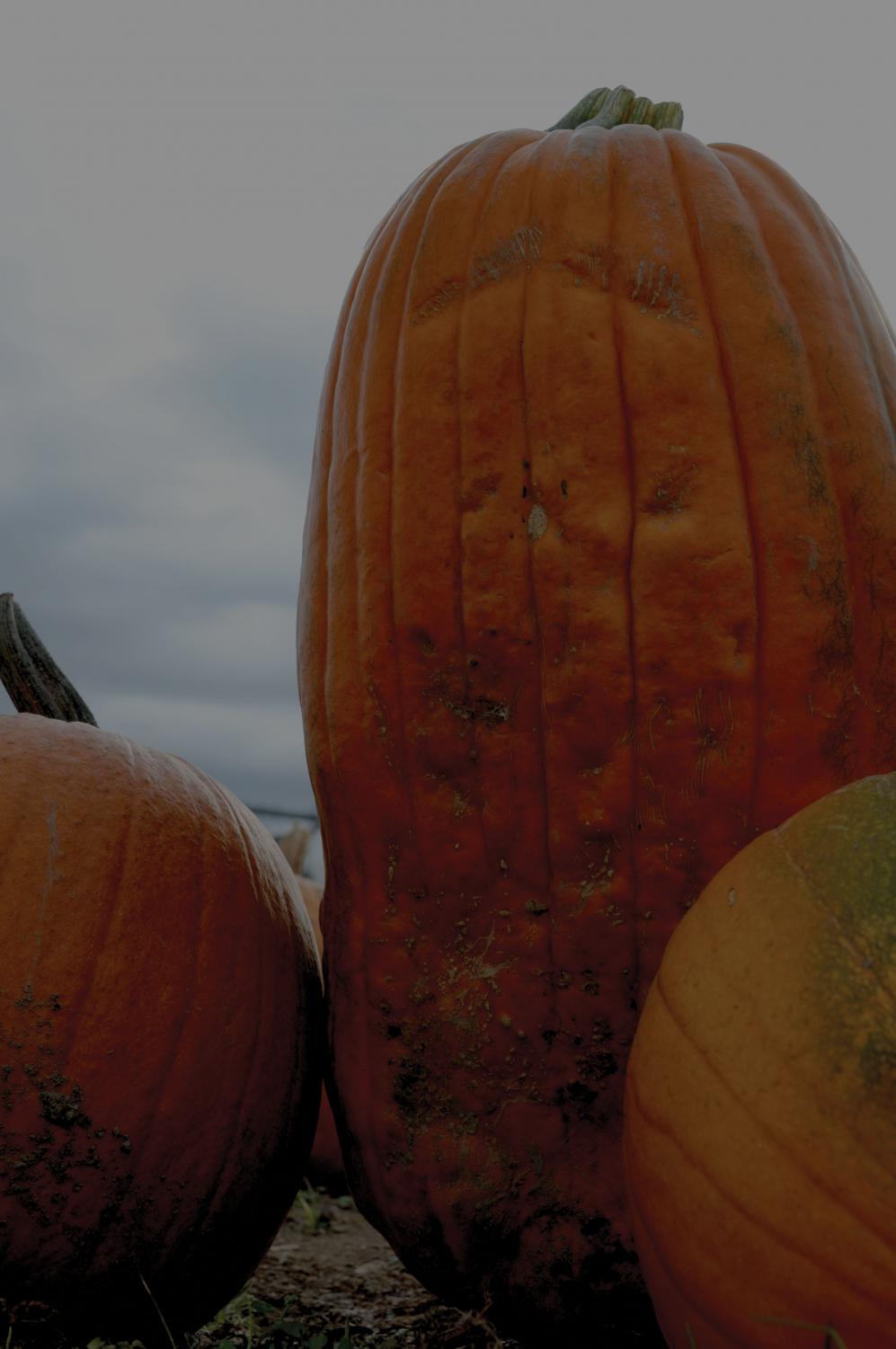 Challenge your sense of direction at South Sound corn maze