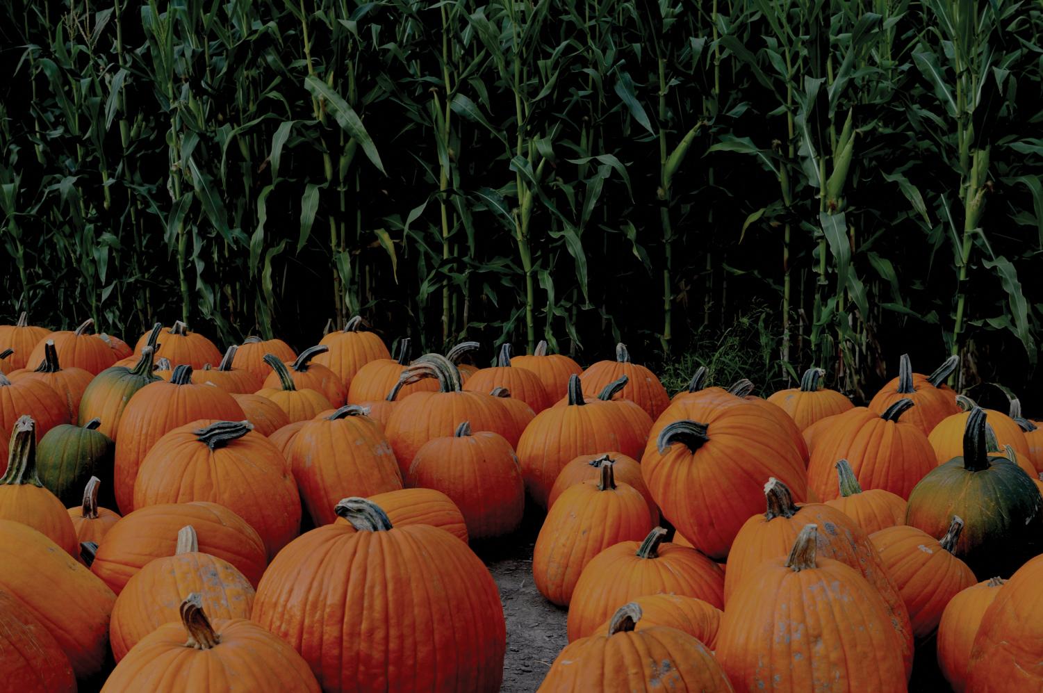 Challenge your sense of direction at South Sound corn maze