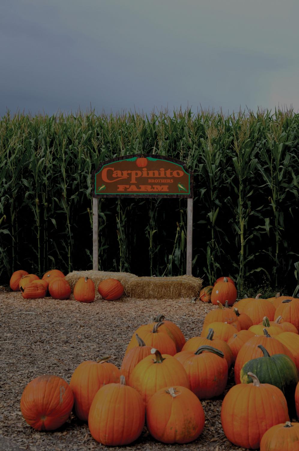 Challenge your sense of direction at South Sound corn maze