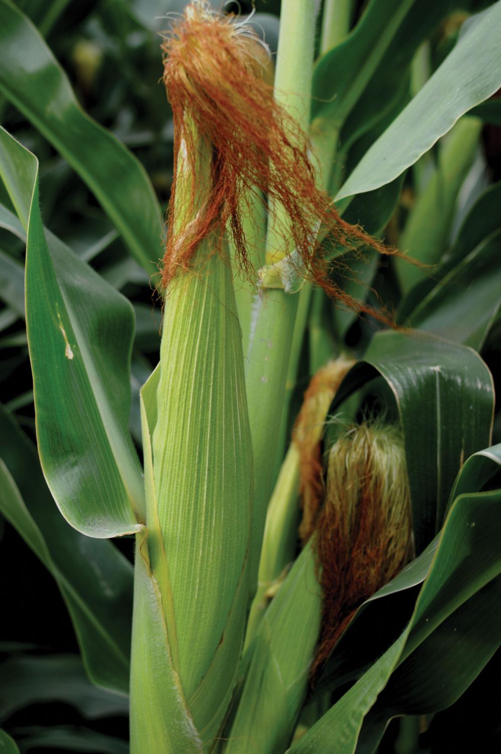 Challenge your sense of direction at South Sound corn maze