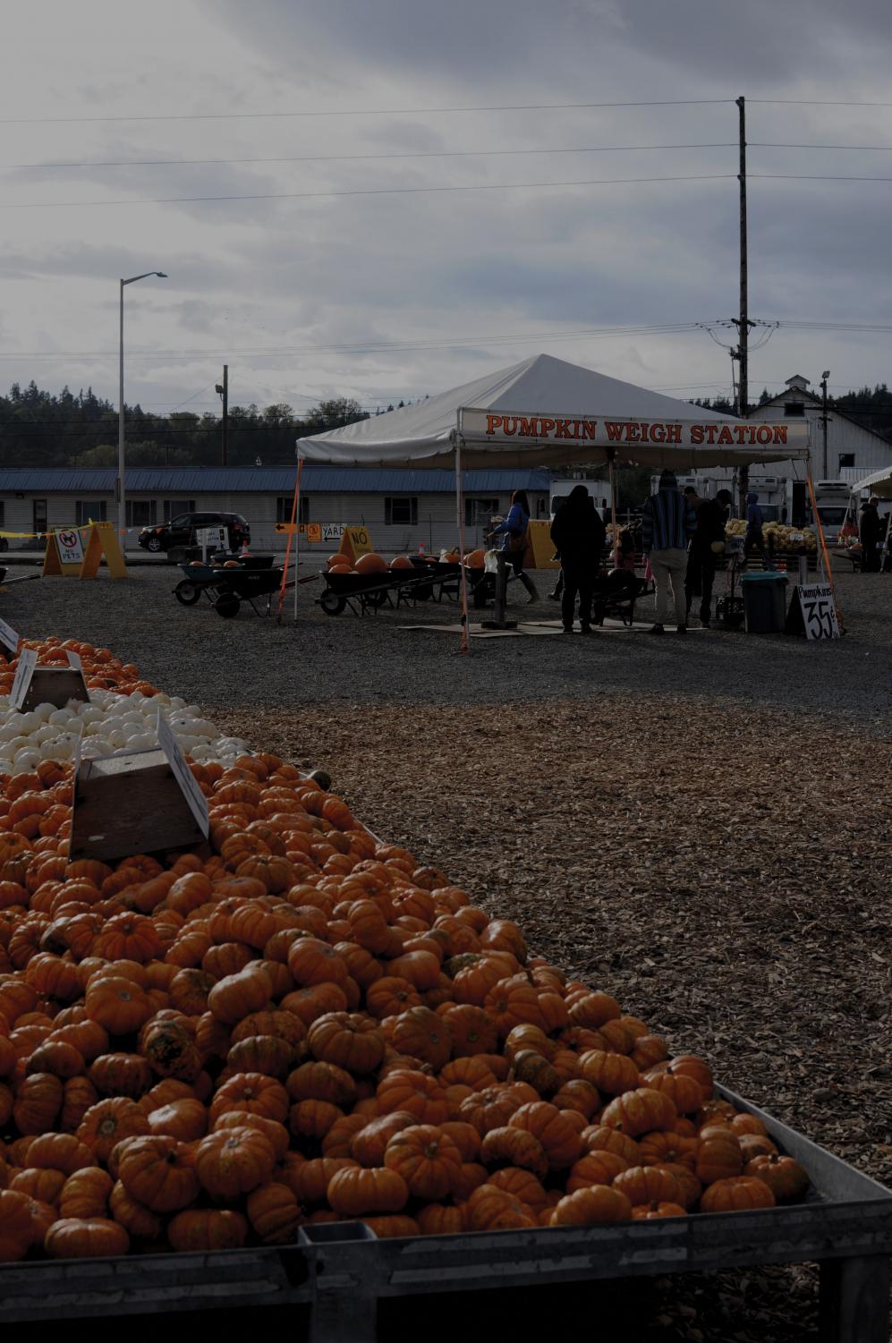 Challenge your sense of direction at South Sound corn maze