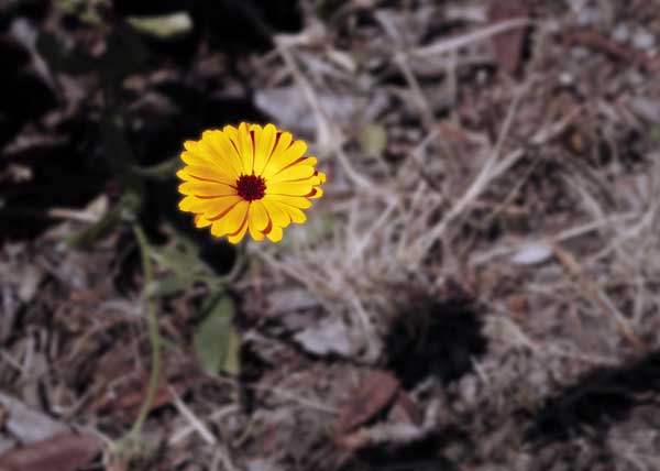 yellow flower