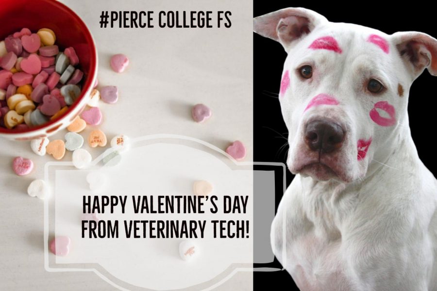 Happy Valentine's Day from Veterinary Technology