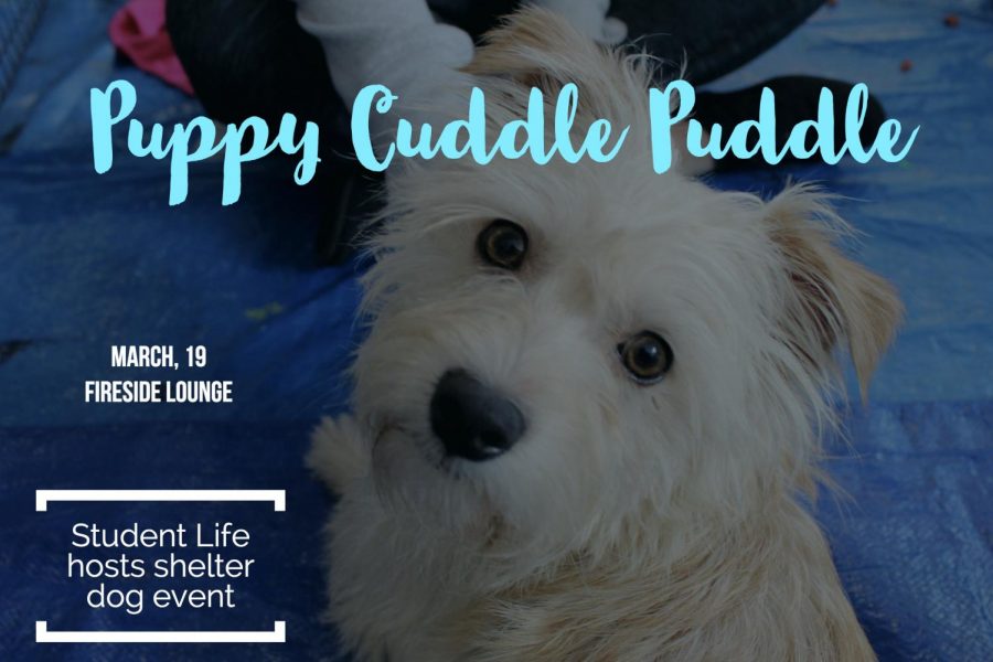 Puppy Cuddle Puddle – Stress Relief During Finals