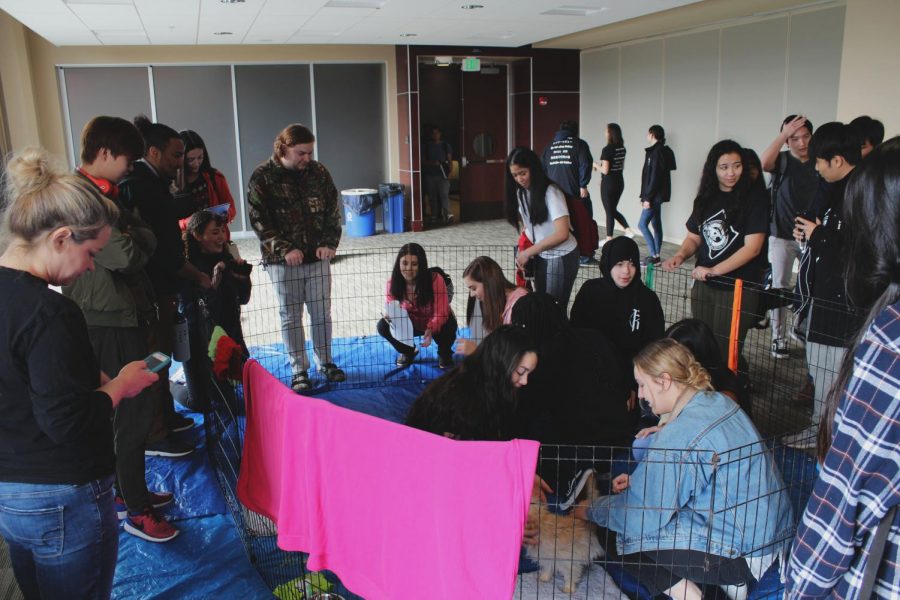 One of the first large crowds to come see the puppies