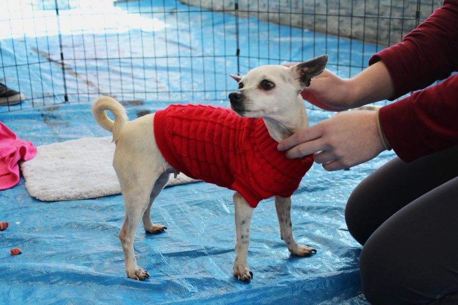 Princess sporting her red sweater