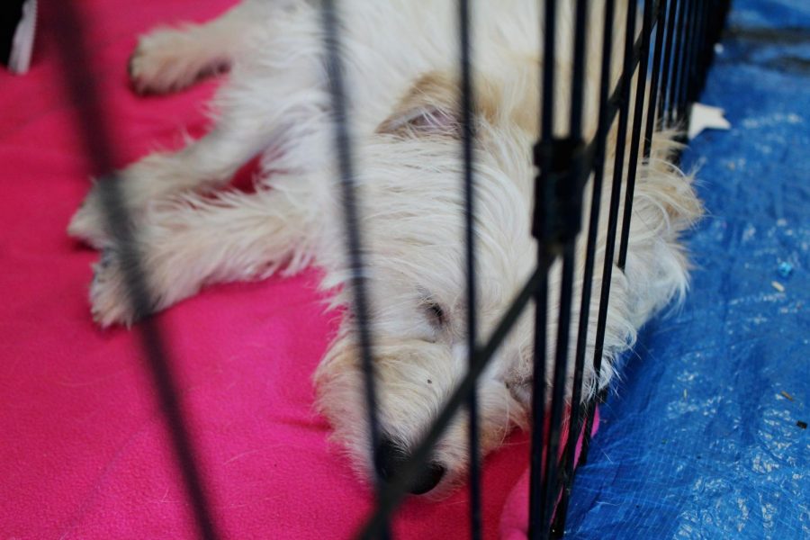 Castillo ended up taking a nap.