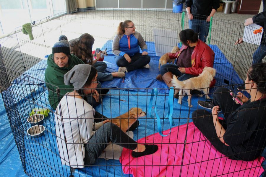 One of many groups to spend time with the puppies
