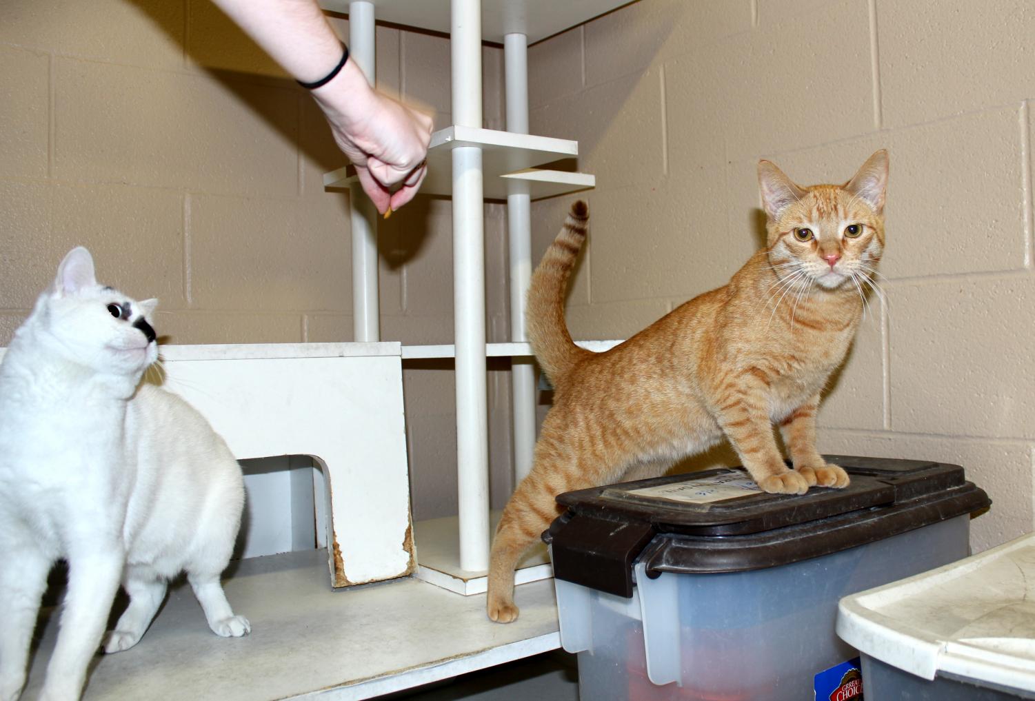 Pierce College vet tech program socializes furry companions for later adoptions