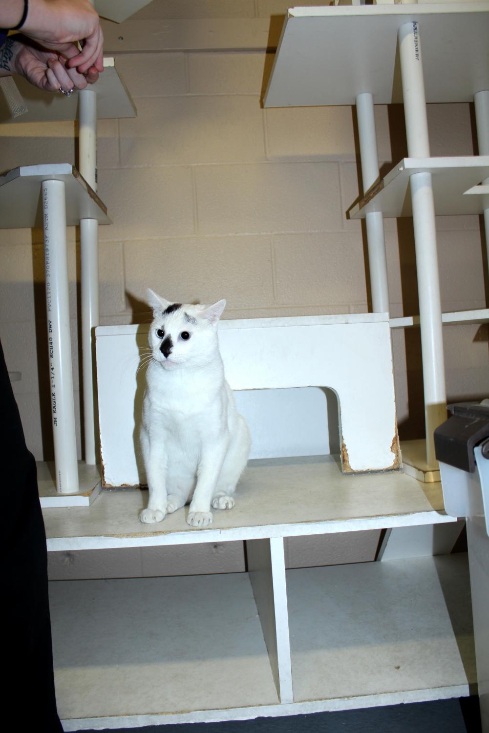 Pierce College vet tech program socializes furry companions for later adoptions