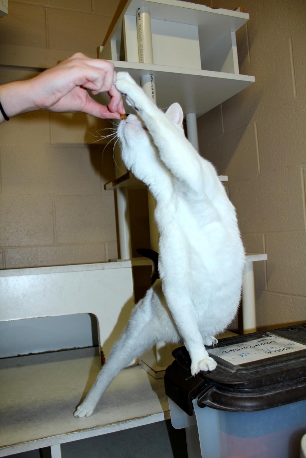 Pierce College vet tech program socializes furry companions for later adoptions