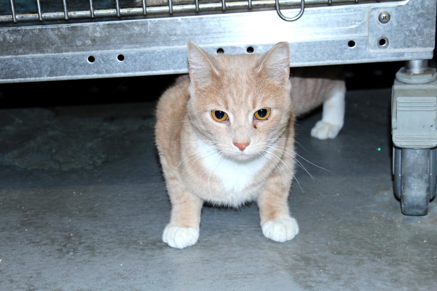 Pierce College vet tech program socializes furry companions for later adoptions