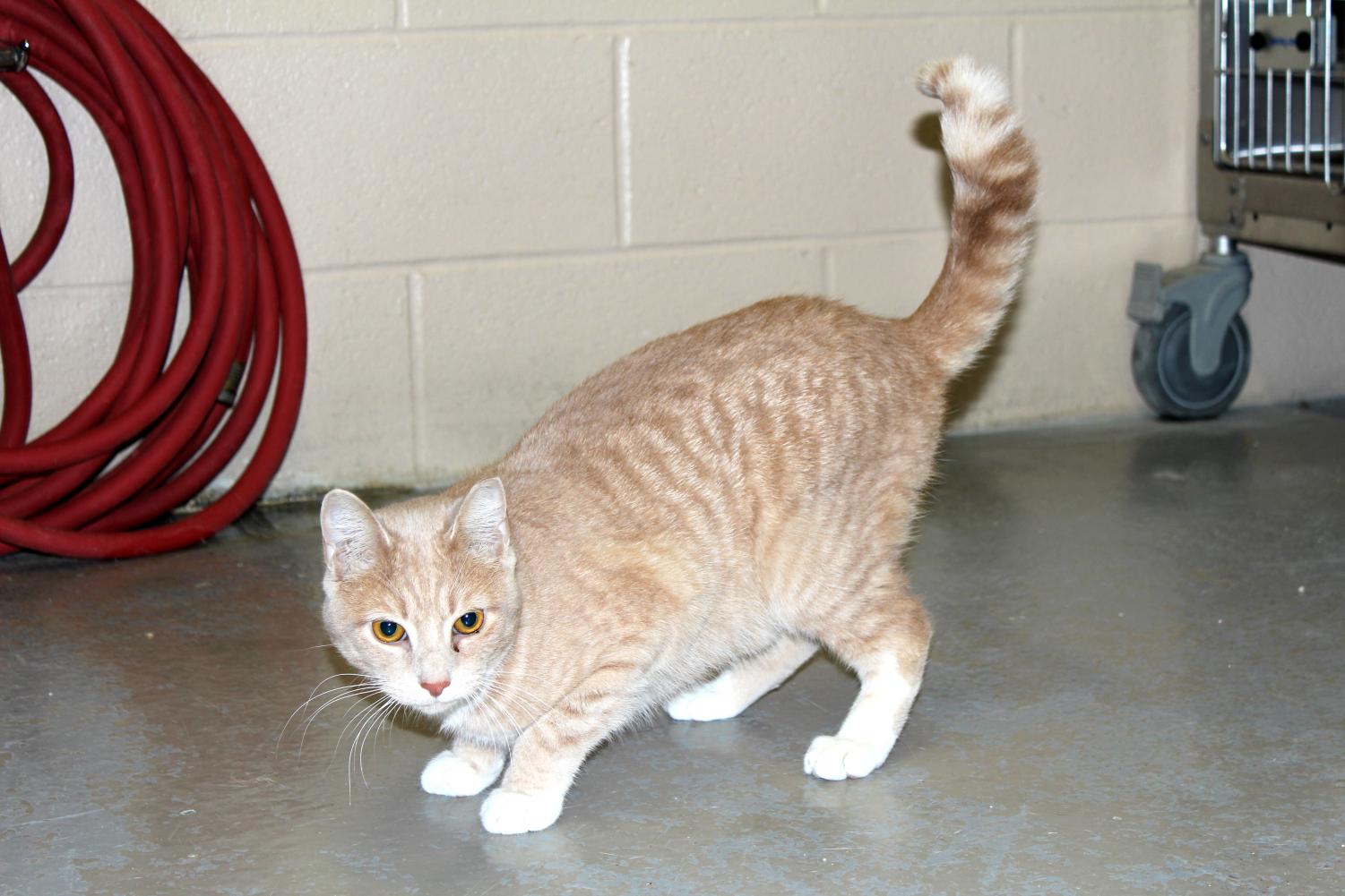Pierce College vet tech program socializes furry companions for later adoptions