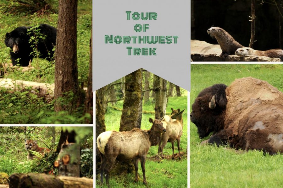 Northwest Trek Wildlife Park