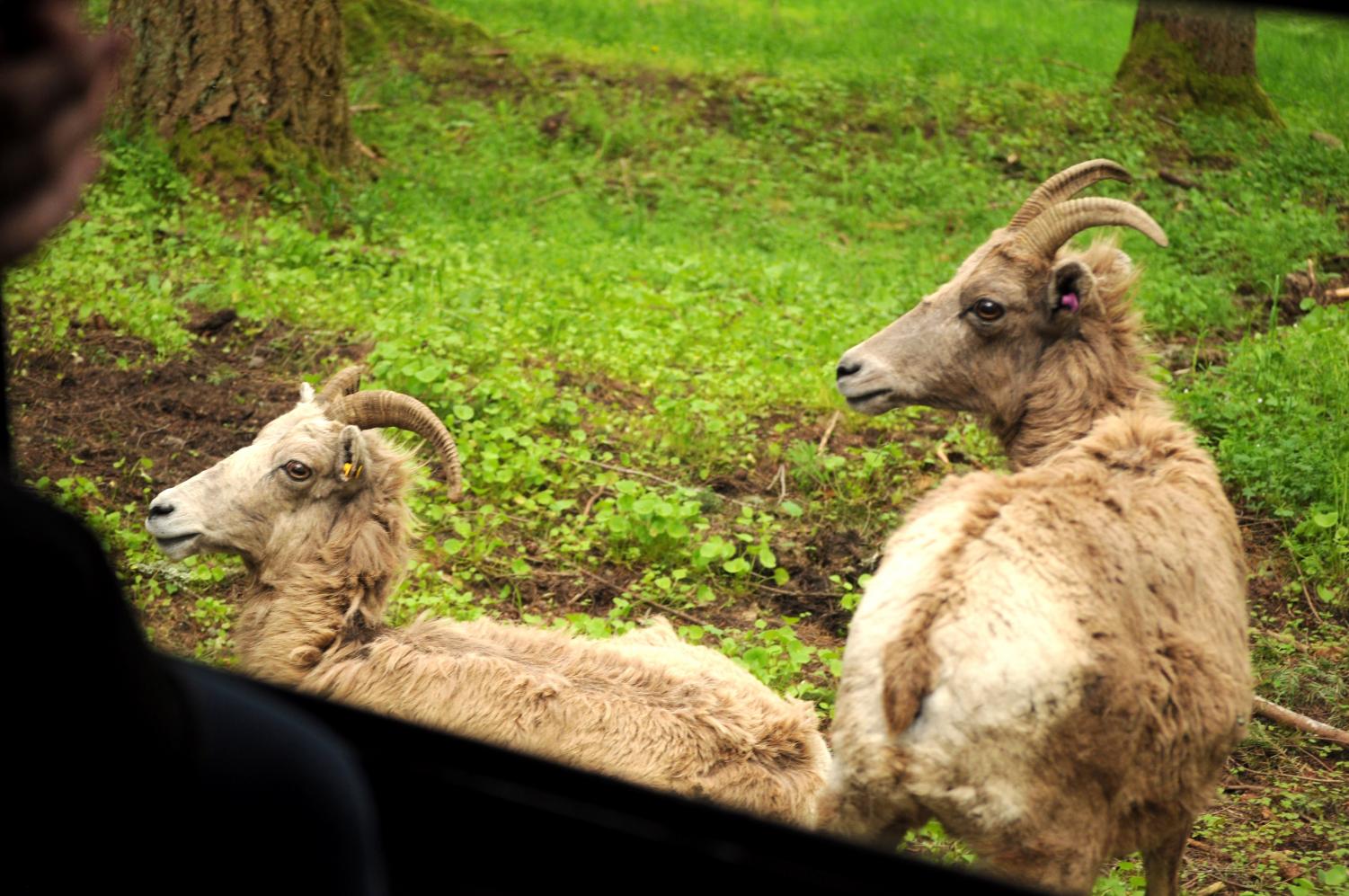 Northwest Trek Wildlife Park