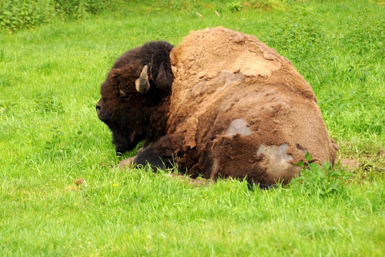 Northwest Trek Wildlife Park