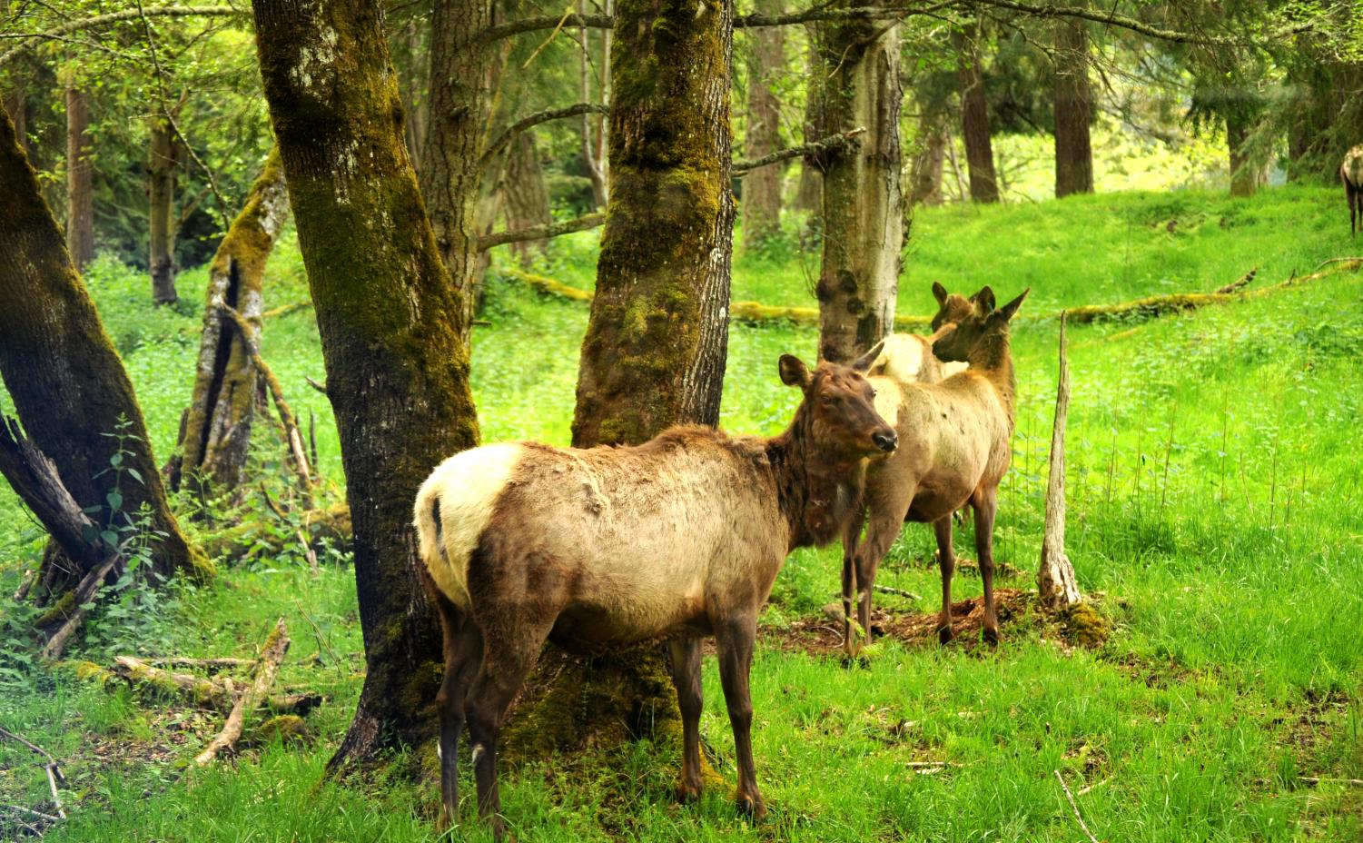 Northwest Trek Wildlife Park