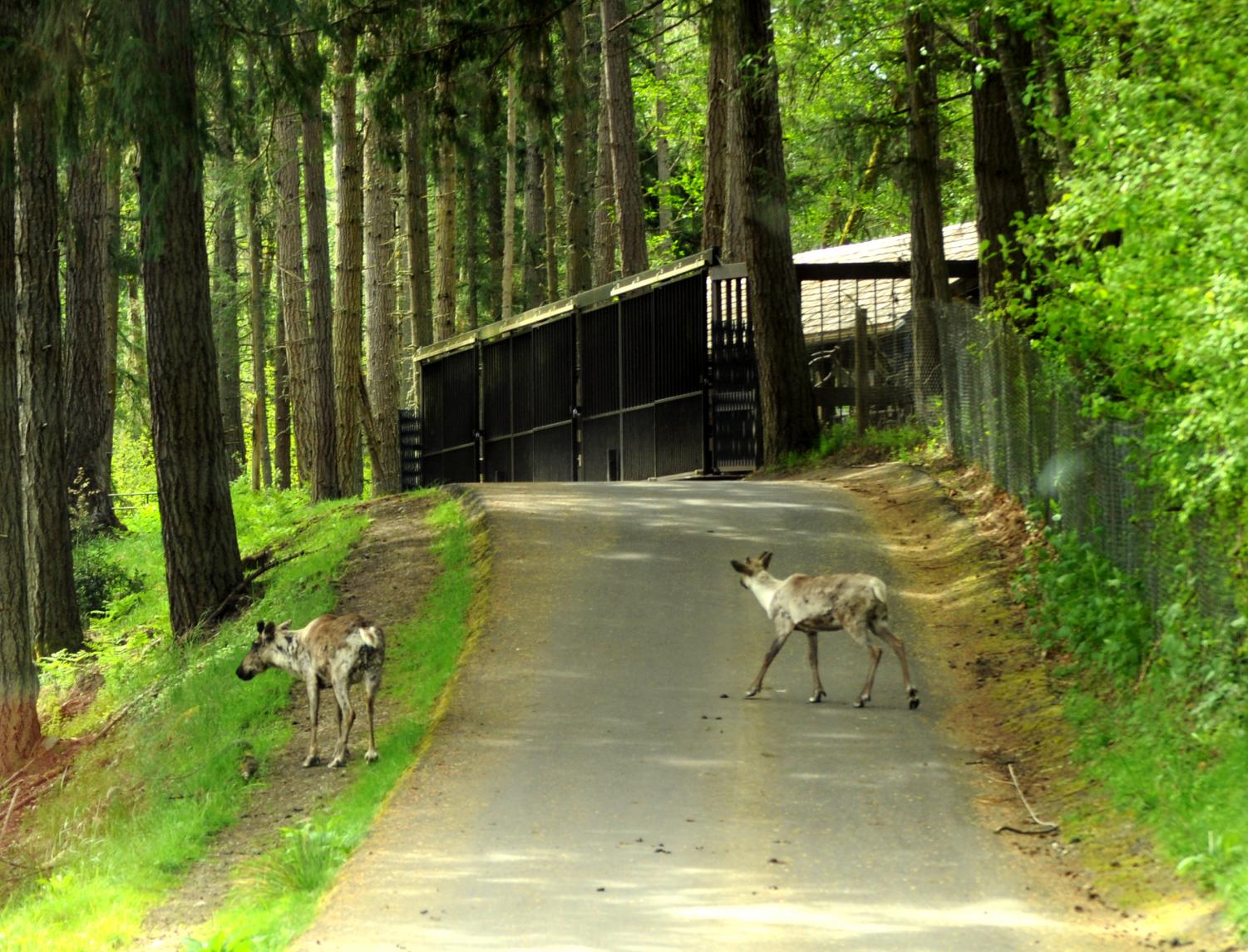 Northwest Trek Wildlife Park